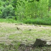 Sylvothérapie : la médecine des arbres