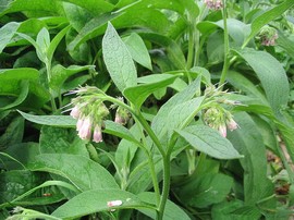 stages sur les plantes sauvages