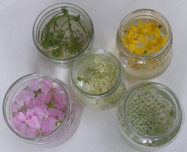 stages sur les plantes sauvages