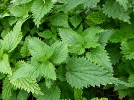 stages sur les plantes sauvages