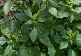 stages sur les plantes sauvages