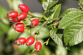 stages sur les plantes sauvages