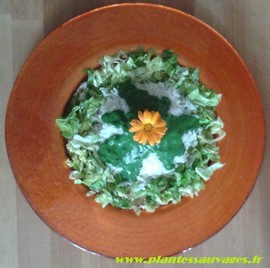 livre recettes plantes sauvages