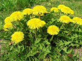 stages sur les plantes sauvages
